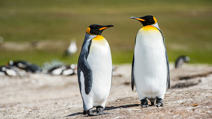 It's King penguins, Falkland Islands, Antarctica