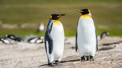 Schilderijen op glas It's King penguins, Falkland Islands, Antarctica © Anton Ivanov Photo