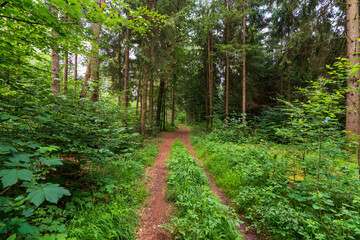 Obraz premium Kleiner Pfad durch den Wald