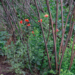 poppies lost in thickets