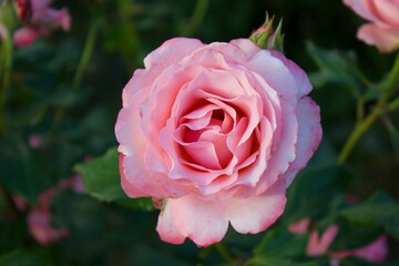 Pink rose in garden. Top view