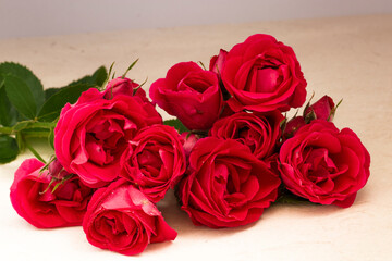 Red rose. The rose has blossomed. Red flowers. Beautiful flowers for the home and the whole family.