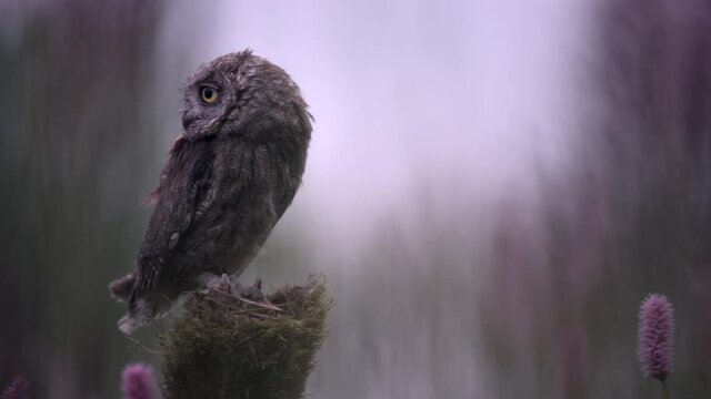 Eurasian scops owl (Otus scops) resting on a tree trunk in a meadow full of flowers.