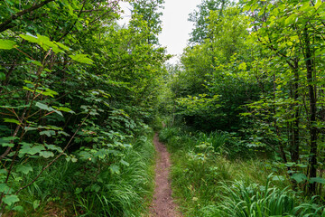 Kleiner Pfad durch den Wald