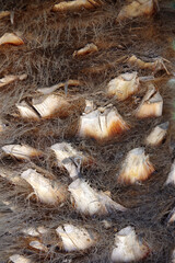 Full frame close-up macro view of a section of the trunk of a palm tree 