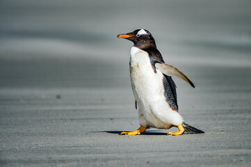 It's Gentoo penguin on the Falkland Islands