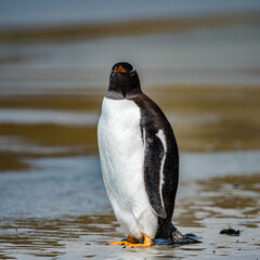 It's Gentoo penguin on the Falkland Islands
