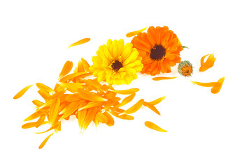 Calendula. Marigold flowers with petals isolated on a white background.