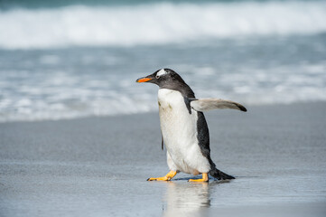 It's Cute little gentoo penguin neat the ocean water in Antarctica