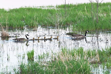 Family of Geese Swimming