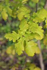 A branch with young yellow-green oak leaves. Top view