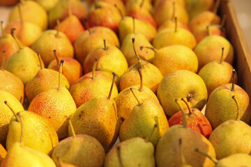 Fresh yellow pears under the sunlight