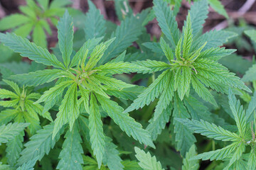 Two tops of marijuana against blurry green leaves background. Top view