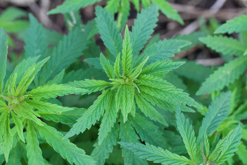 Focused top hemp leaves in the center against the background of blurry marijuana plants