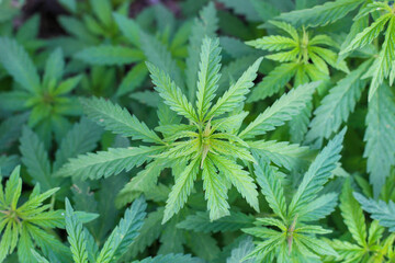 Fototapeta na wymiar Centered lovely green top marijuana on a background of blurry green cannabis leaves