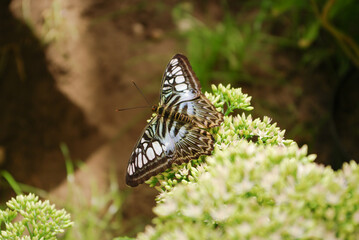 motyl na kwiatku © Marcin