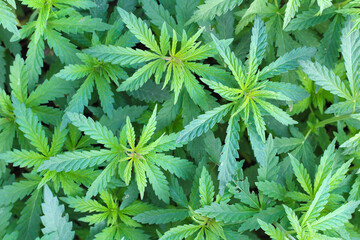 Three hemp plants top view shot on blurry bushes background.