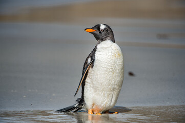 It's CLose up of a cute penguin