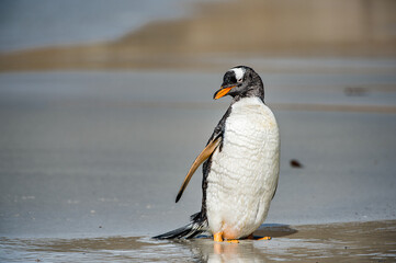 It's CLose up of a cute penguin
