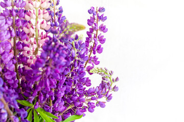 Delicate lupine flowers close-up on a white background. Background for graphic works. Very bright floral background.