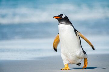 It's Profile of a gentoo penguin in Antarctica - obrazy, fototapety, plakaty