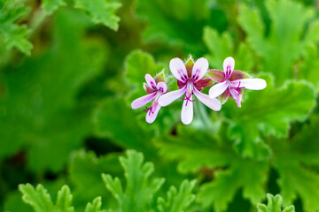 New Geranium