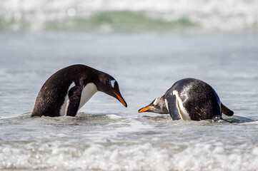 It's Cute gentoo penguin playing in the water
