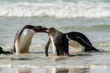 It's Group of the penguins in the Atlantic Ocean