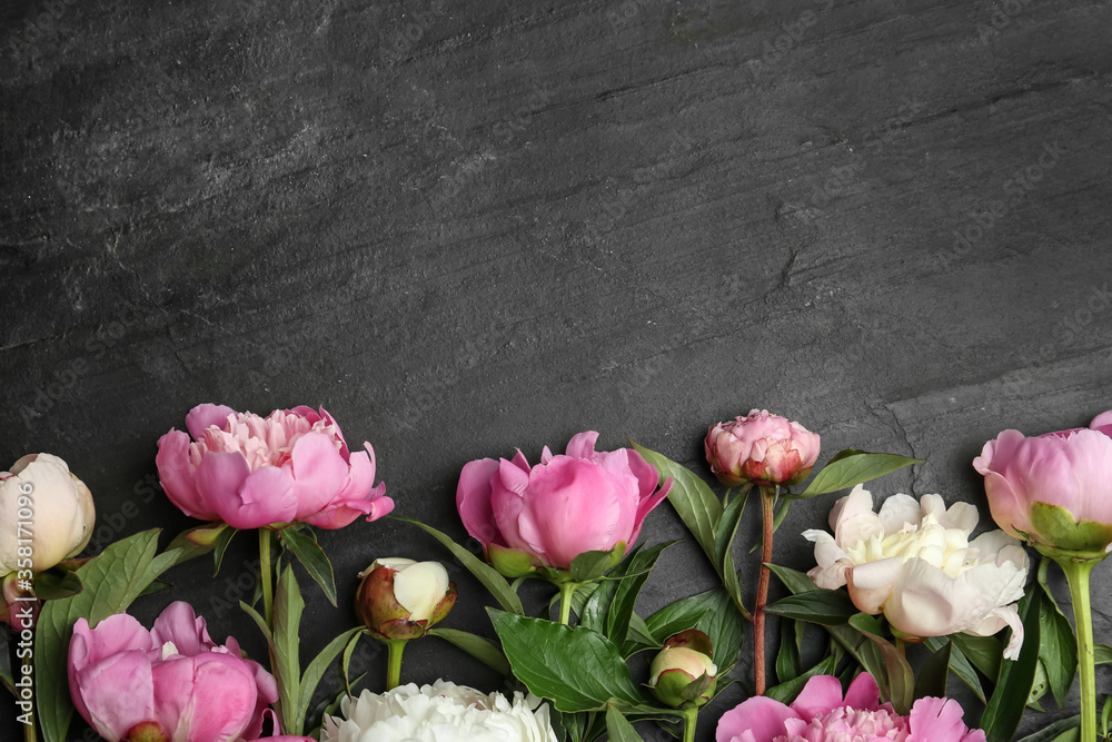 Wall mural Beautiful peonies on black slate table, flat lay. Space for text