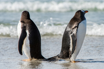 It's Group of the penguins in the Atlantic Ocean