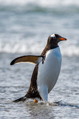 It's Gentoo penguin portrait, Antarctica
