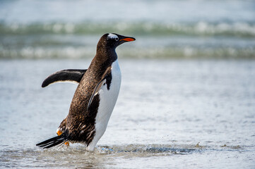 It's Gentoo penguin portrait, Antarctica
