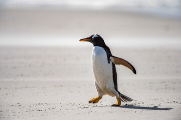 It's Gentoo penguin standing on the coast of the Atlantic Ocean
