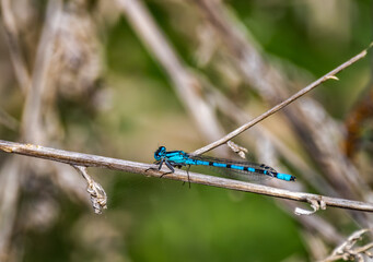 Familiar Bluet Damselfly