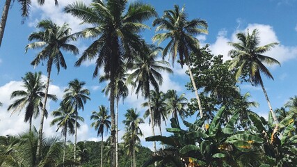 Palmtree Landscape