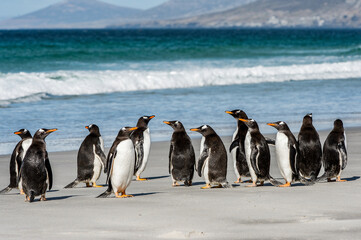 Obraz premium It's Group of the penguins playing, swimming and eating in the Atlantic Ocean