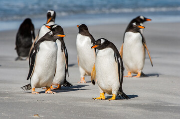 Obraz premium It's Group of the penguins playing, swimming and eating in the Atlantic Ocean