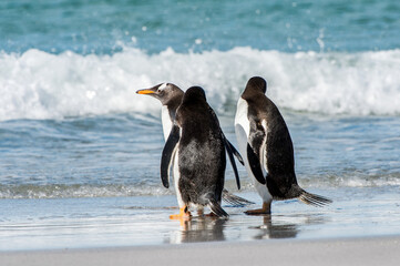 It's Group of the penguins playing, swimming and eating in the Atlantic Ocean