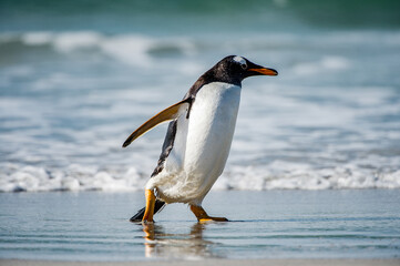 It's Beautiful gentoo penguin portrait, Falkland Island