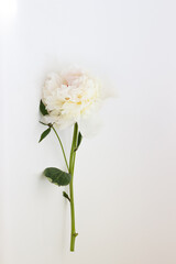 white  flower on a white background