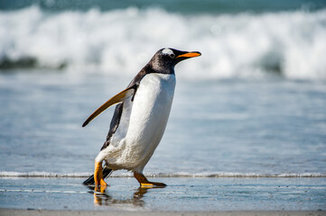 It's Beautiful gentoo penguin portrait, Falkland Island