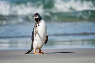 It's Beautiful gentoo penguin portrait, Falkland Island