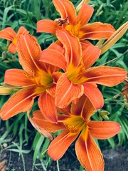orange tiger lily