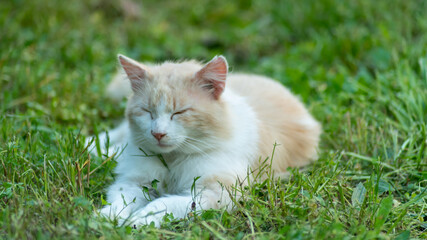  White and creamy long haired cat, lying in the lawn, eyes closed © Natura