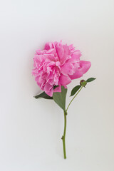  pink peony flower on a white background