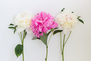 Obraz na płótnie Canvas white and pink peony flowers on a white background