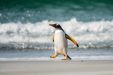 It's Gentoo penguin
