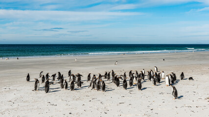 It's Group of the penguins on the sand on the Falkland Island