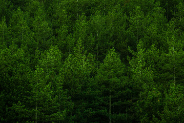 green forest background