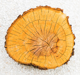 Cross section of the trunk located on a light textured background. Shows growth rings